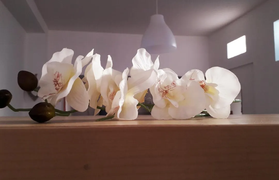 Sadinahome-1